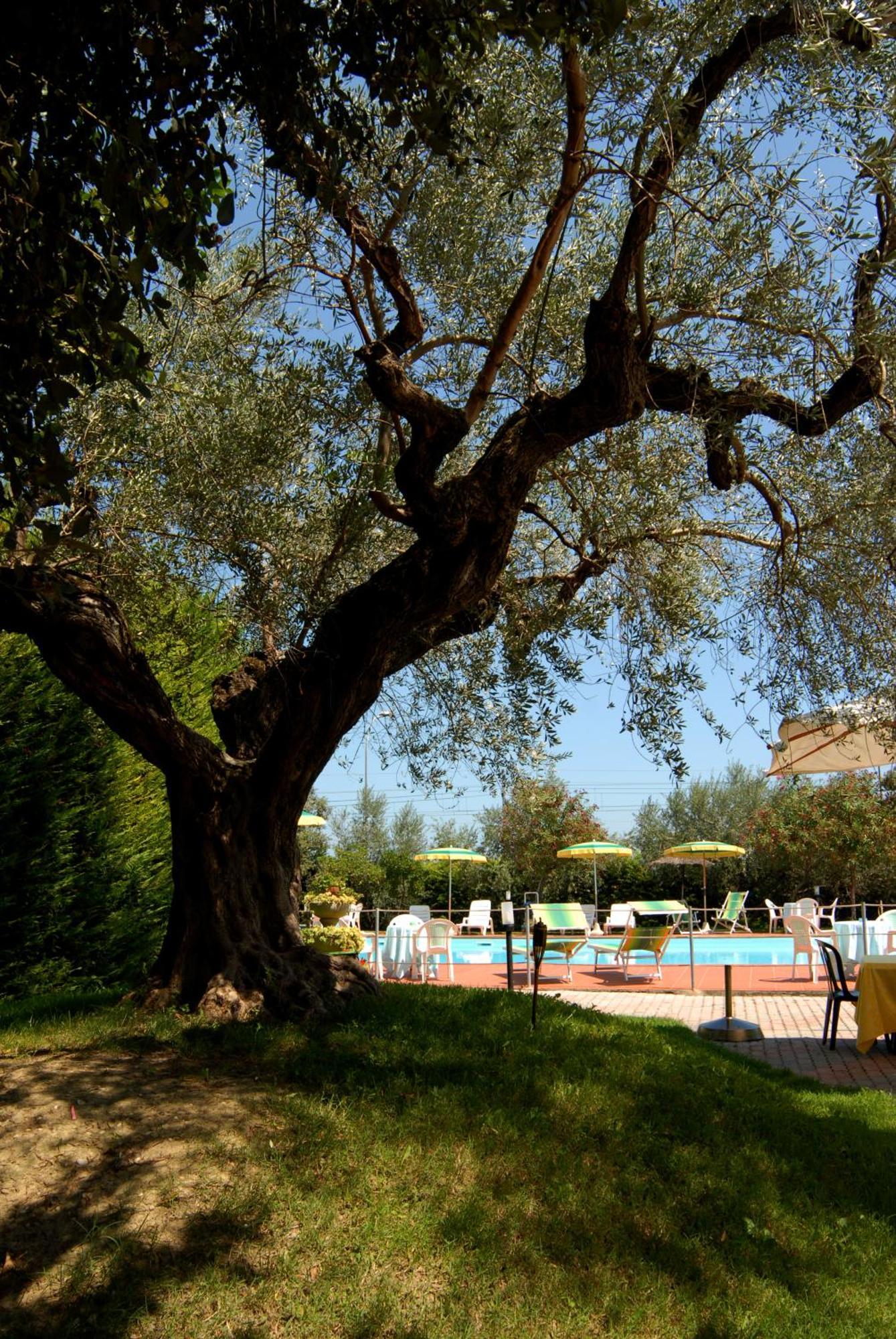 Hotel Parco Degli Ulivi Scerne Екстер'єр фото